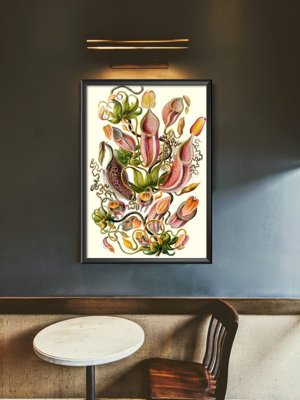 Dekorativní plakát Masožravá rostlina Ernst Haeckel