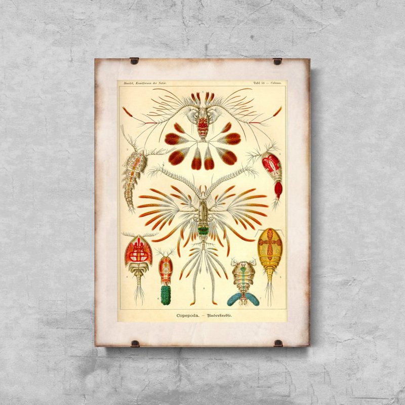 Dekorativní plakát Marine Copeod Ernst Haeckel