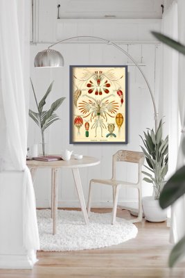 Dekorativní plakát Marine Copeod Ernst Haeckel