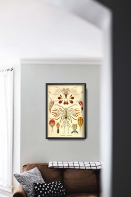 Dekorativní plakát Marine Copeod Ernst Haeckel