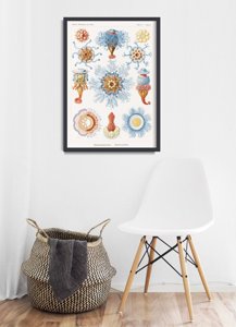 Dekorativní plakát Sifonophorae Ernst Haeckel