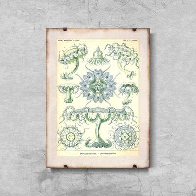Dekorativní plakát Sea Medusa Ernst Haeckel