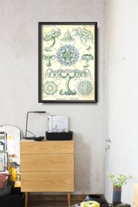Dekorativní plakát Sea Medusa Ernst Haeckel