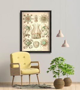 Dekorativní plakát Medusa Ernst Haeckel