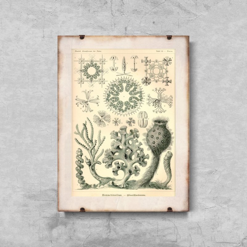 Dekorativní plakát Xexactinellae Ernst Haeckel