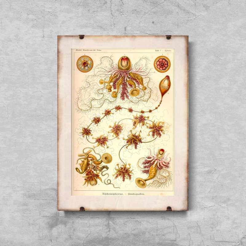 Retro plakát Sifonophorae Ernst Haeckel