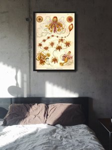 Retro plakát Sifonophorae Ernst Haeckel