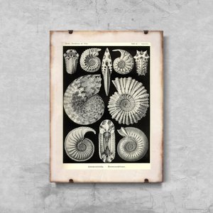 Retro plakát Shells Ernst Haeckel