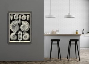 Retro plakát Shells Ernst Haeckel