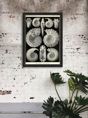 Retro plakát Shells Ernst Haeckel