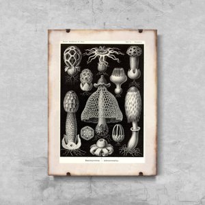 Retro plakát Mořské houby Ernst Haeckel