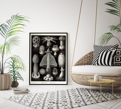 Retro plakát Mořské houby Ernst Haeckel