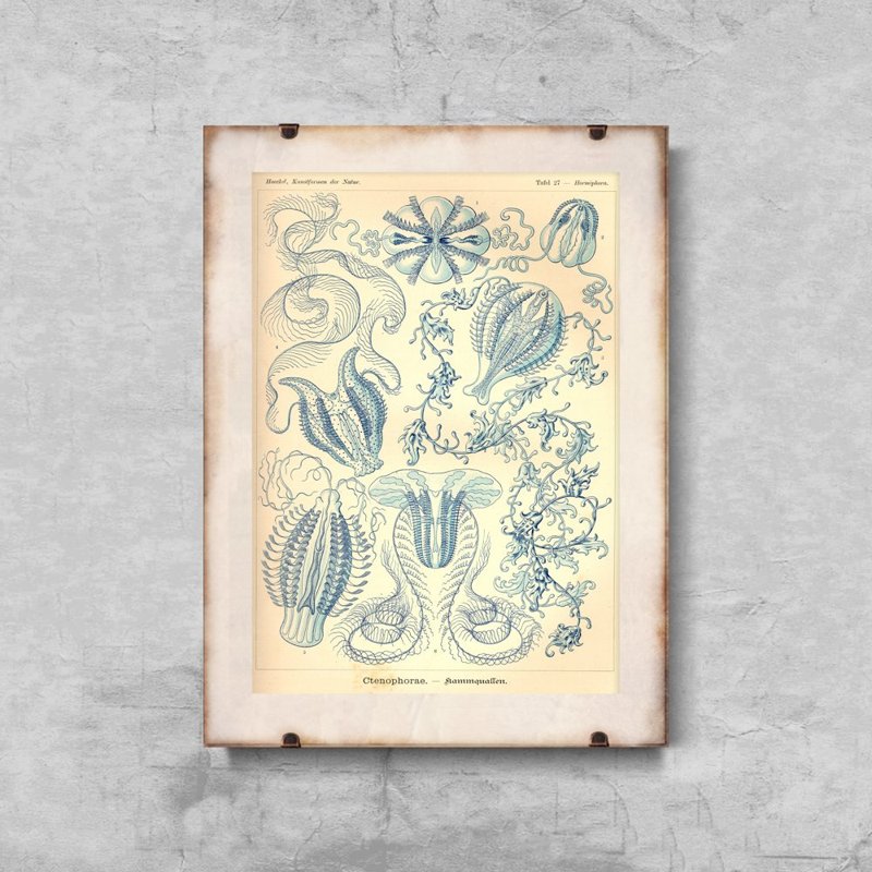 Retro plakát Ctenohorae Ernst Haeckel