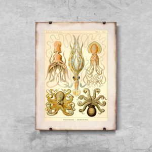 Retro plakát Octopus Gamochonia Ernst Haeckel