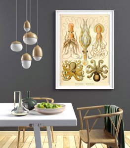 Retro plakát Octopus Gamochonia Ernst Haeckel