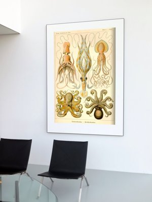 Retro plakát Octopus Gamochonia Ernst Haeckel