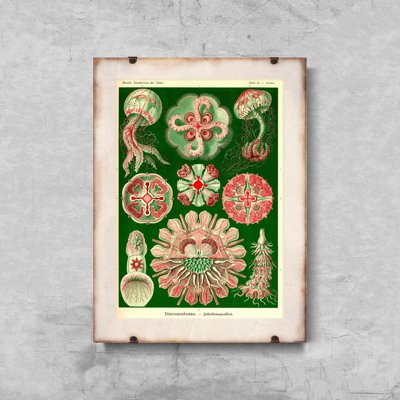 Retro plakát Medusa Ernst Haeckel