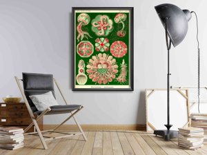 Retro plakát Medusa Ernst Haeckel