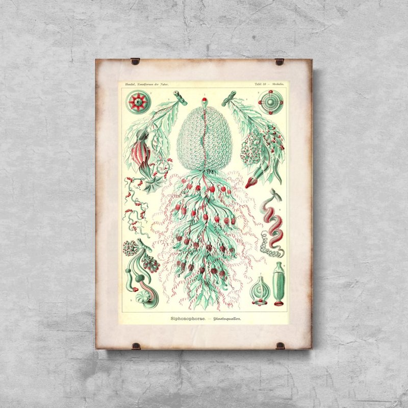 Retro plakát Sihonophorae Ernst Haeckel