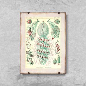 Retro plakát Sihonophorae Ernst Haeckel