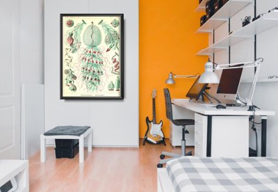 Retro plakát Sihonophorae Ernst Haeckel