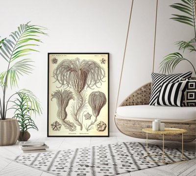 Retro plakát Crinoidea Ernst Haeckel