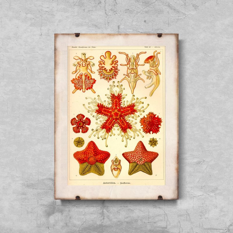 Retro plakát Asteridea Ernst Haeckel