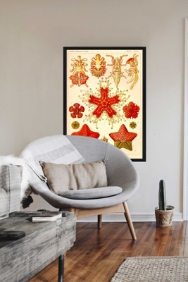 Retro plakát Asteridea Ernst Haeckel
