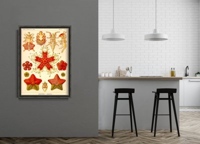 Retro plakát Asteridea Ernst Haeckel