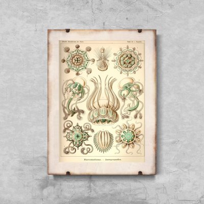 Plakát NarcMedusae Ernst Haeckel