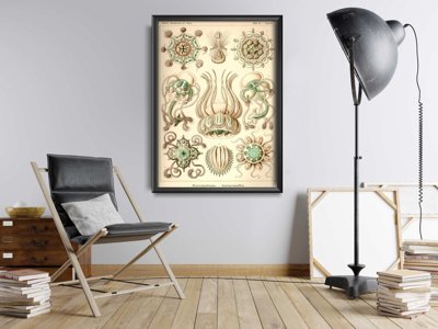 Plakát NarcMedusae Ernst Haeckel