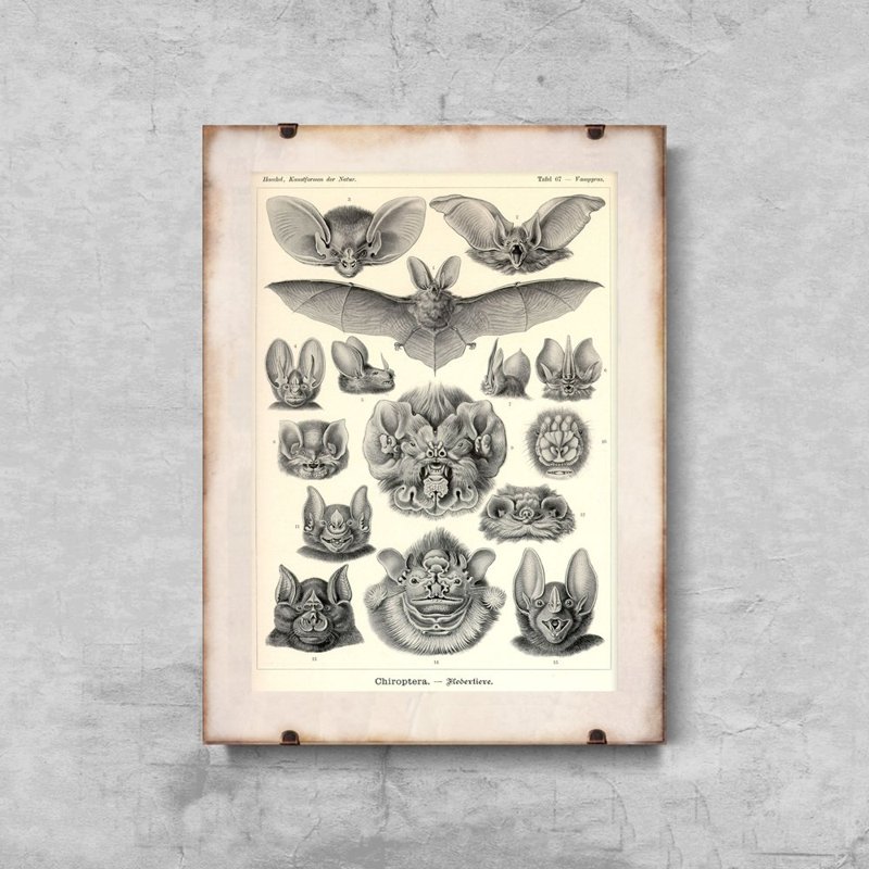 Plakát Ernst Haeckel netopýry