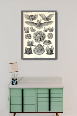 Plakát Ernst Haeckel netopýry