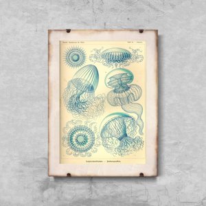 Plakát Medusa Ernst Haeckel