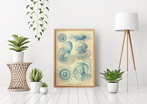 Plakát Medusa Ernst Haeckel
