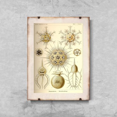 Plakát Phaeology Ernst Haeckel