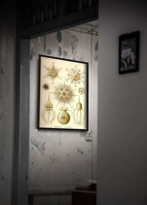 Plakát Phaeology Ernst Haeckel