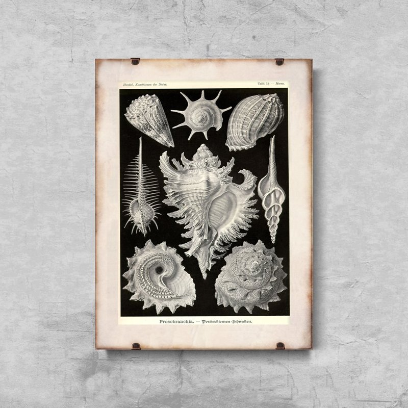 Plakát Shells Ernst Haeckel