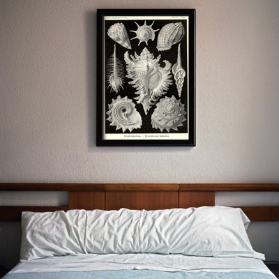 Plakát Shells Ernst Haeckel