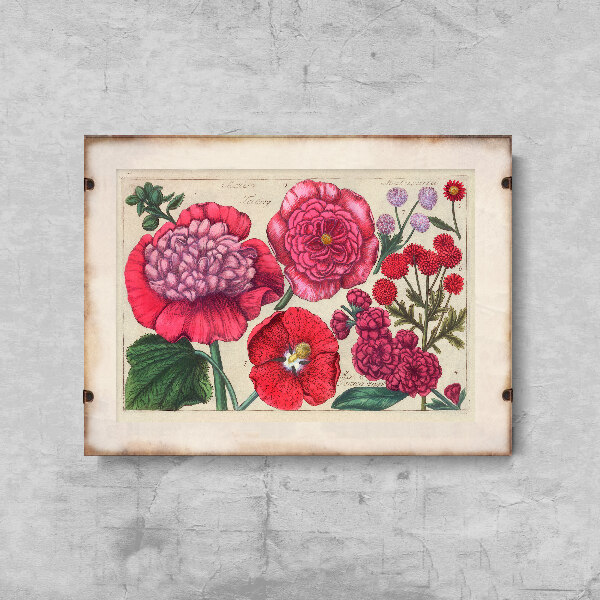 Retro plakát Reprodukce růžové květinové grafiky