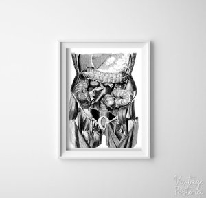 Plakát Ilustrace orgánů