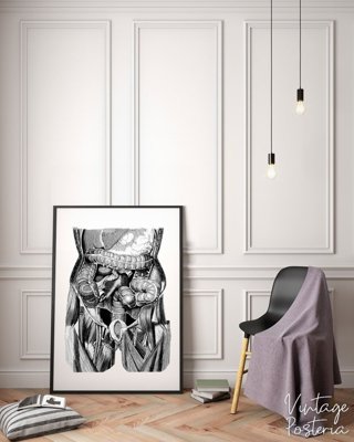 Plakát Ilustrace orgánů