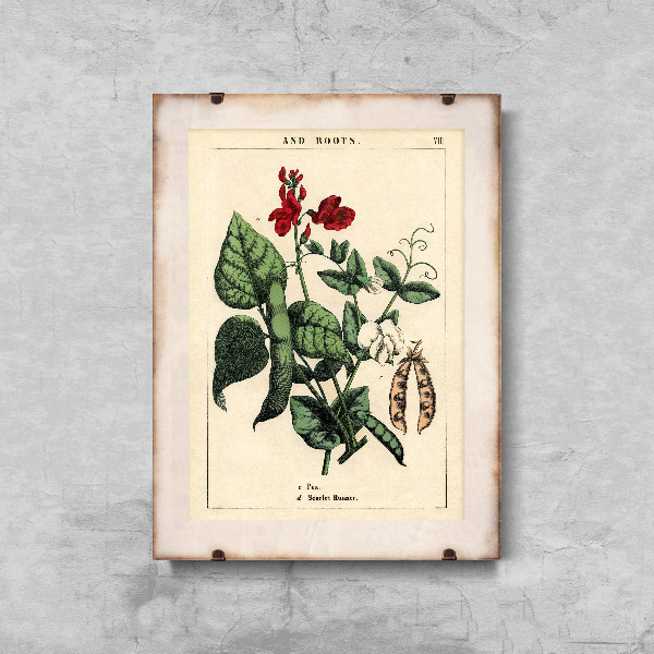 Dekorativní plakát Hrášek rostlina