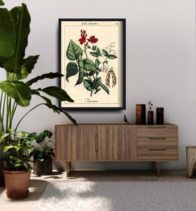 Dekorativní plakát Hrášek rostlina