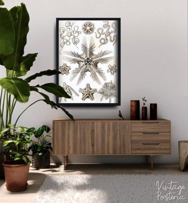 Retro plakát Ophiodea Ernst Haeckel