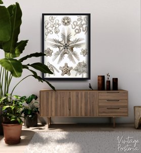Retro plakát Ophiodea Ernst Haeckel