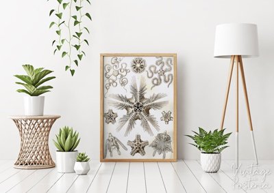 Retro plakát Ophiodea Ernst Haeckel