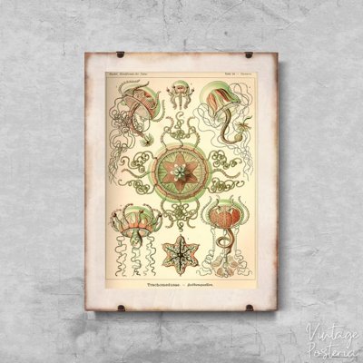 Retro plakát Medusa Ernst Haeckel