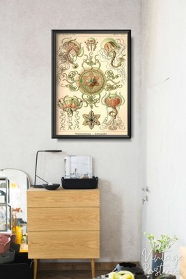 Retro plakát Medusa Ernst Haeckel