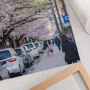 Dekorativní plakát Třešňové květy